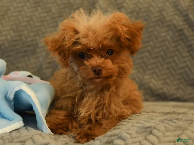 Toy Poodle dogs Jimmy - Ad 1