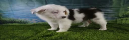 Miniature Australian Shepherd dogs for sale: Irene - Ad 22