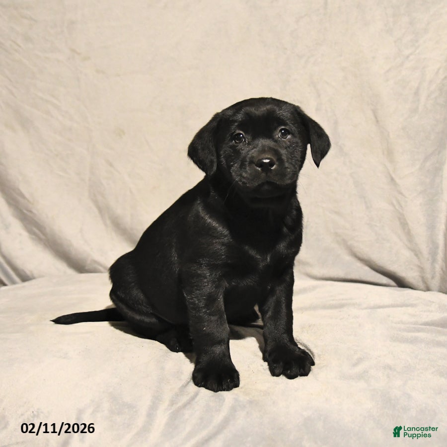 Labrador Retriever dogs Jett - Ad 2