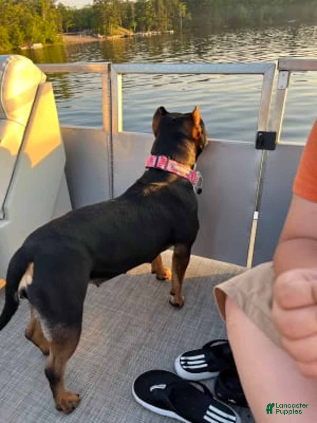 Gallery Image {{count}}