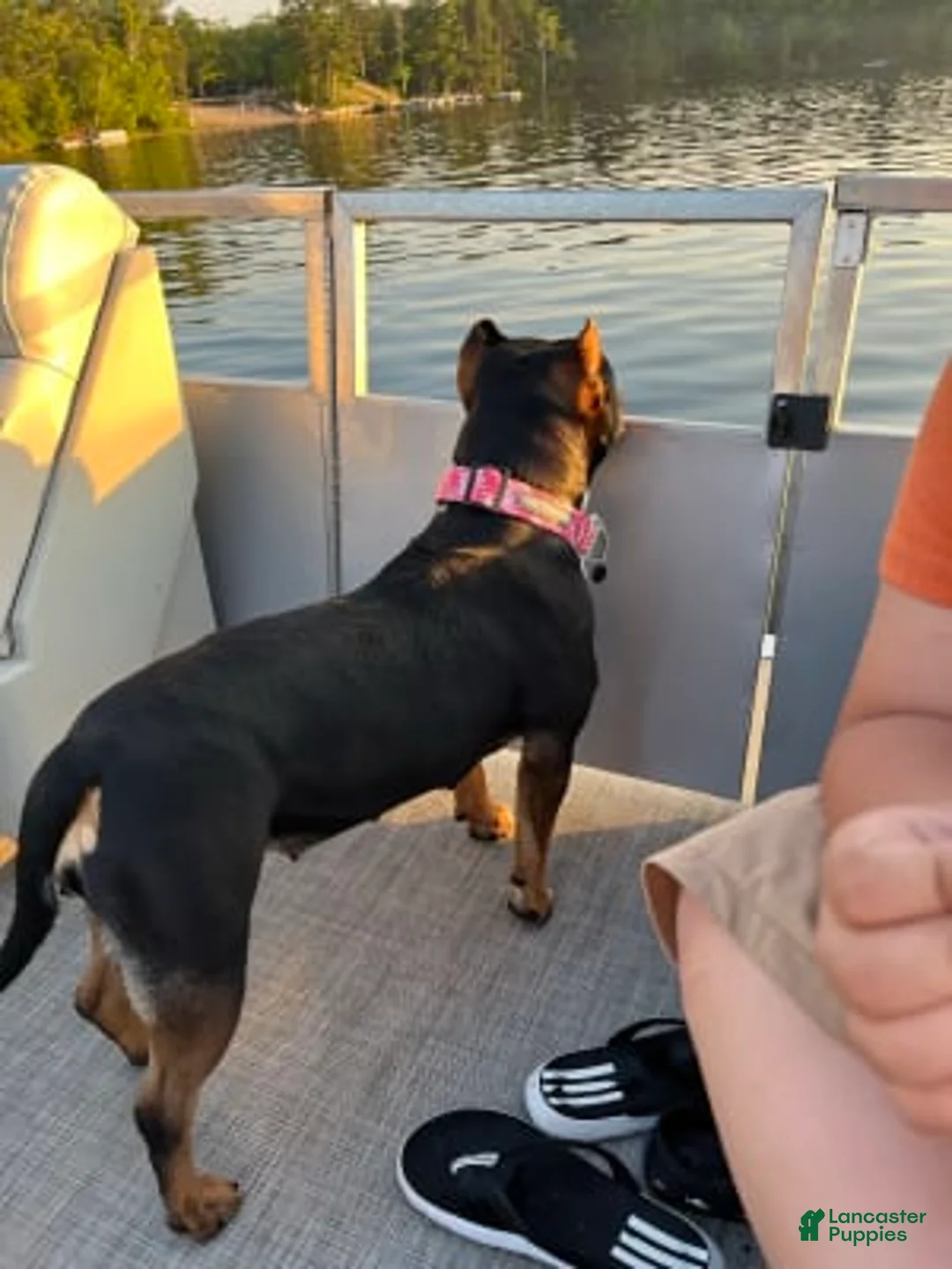 Gallery Image {{count}}