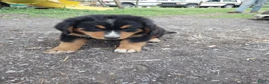 Mixed Breed Puppy 6