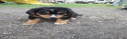 Mixed Breed dogs for sale: Mixed Breed Puppy 6 - Ad 1
