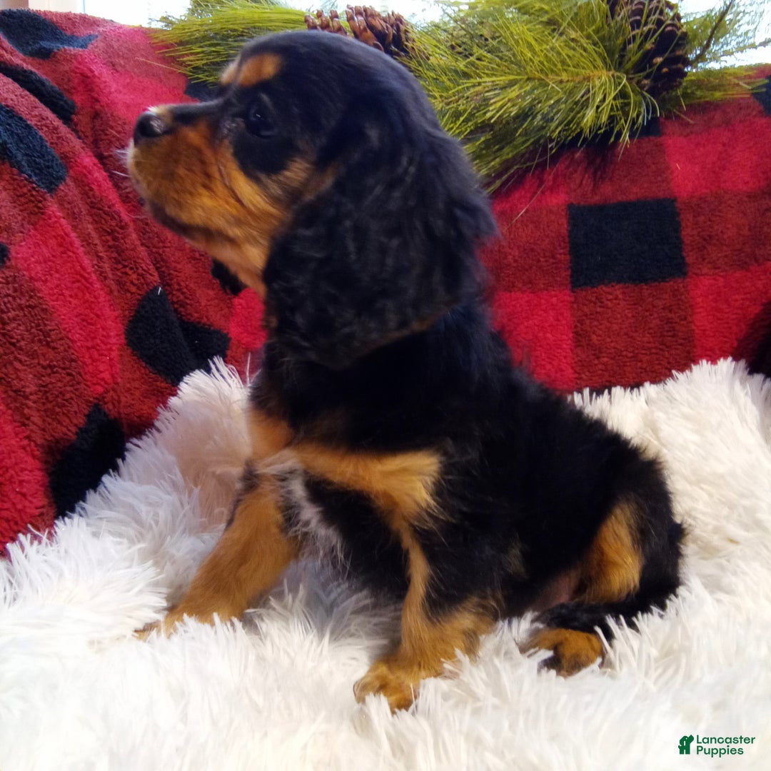 Cavalier King Charles Spaniel dogs for sale: Theo - Ad 2