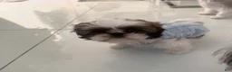 Shih Tzu dogs for sale: Milo - Ad 7