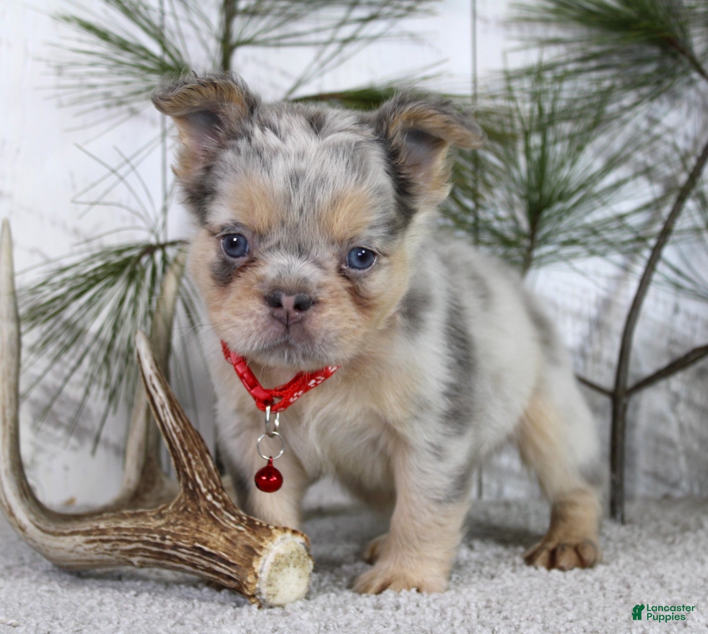 French Bulldog dogs Milo - Ad 2