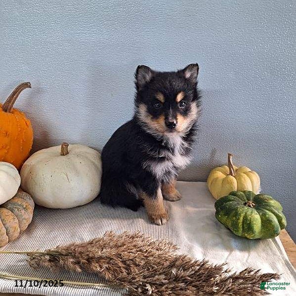 Pomsky dogs Kaiya - Ad 33