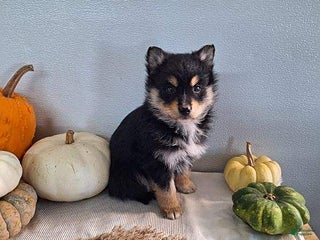 Pomsky dogs Kaiya - Ad 37