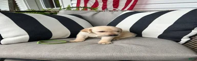 Labrador Retriever 5