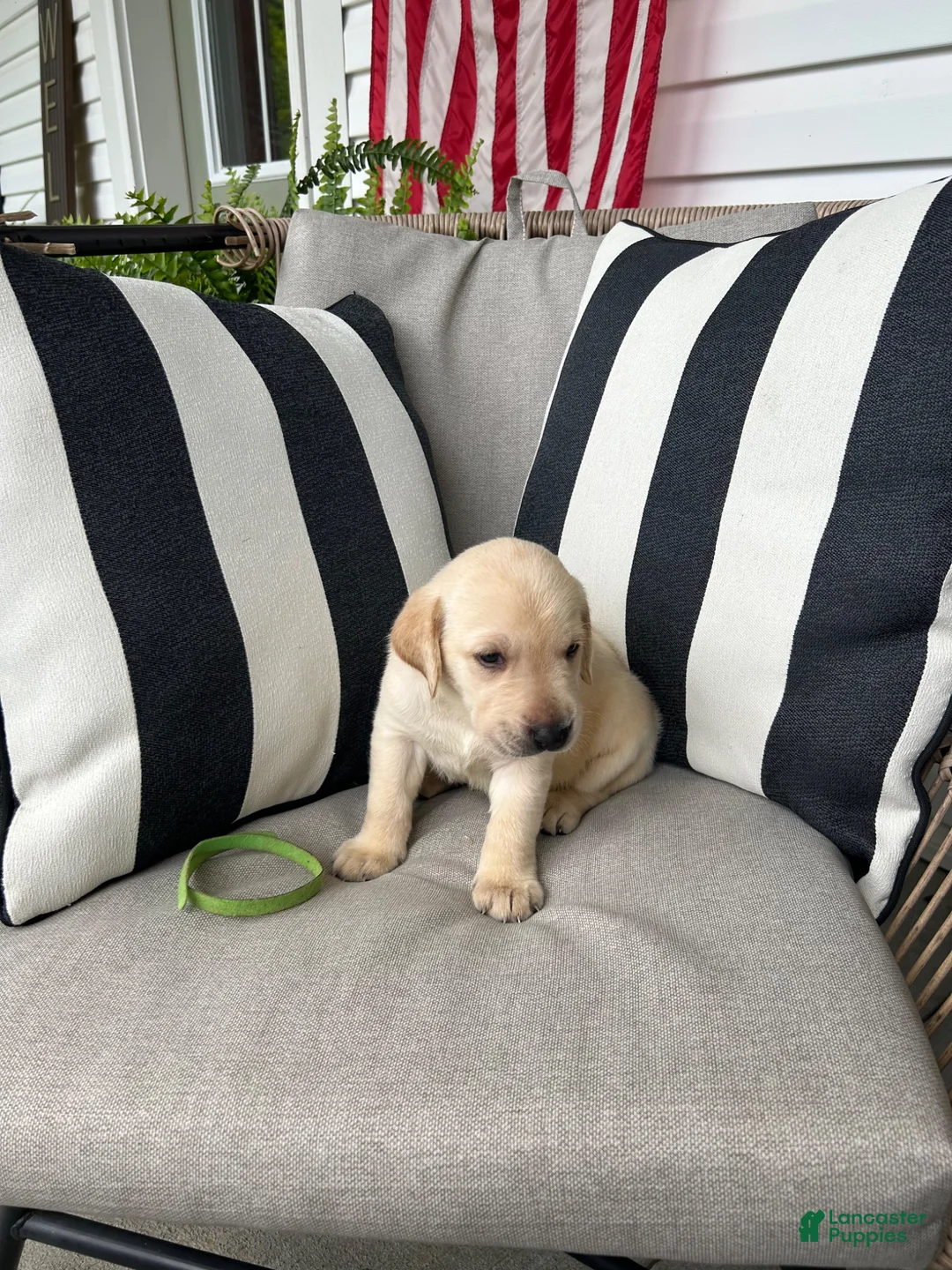 Labrador Retriever dogs for sale: Labrador Retriever 5 - Ad 1