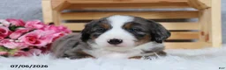 Mini Bernedoodle dogs for sale: Kenji - Ad 8