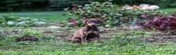 Doberman Pinscher dogs for sale: REACHEL - Ad 3