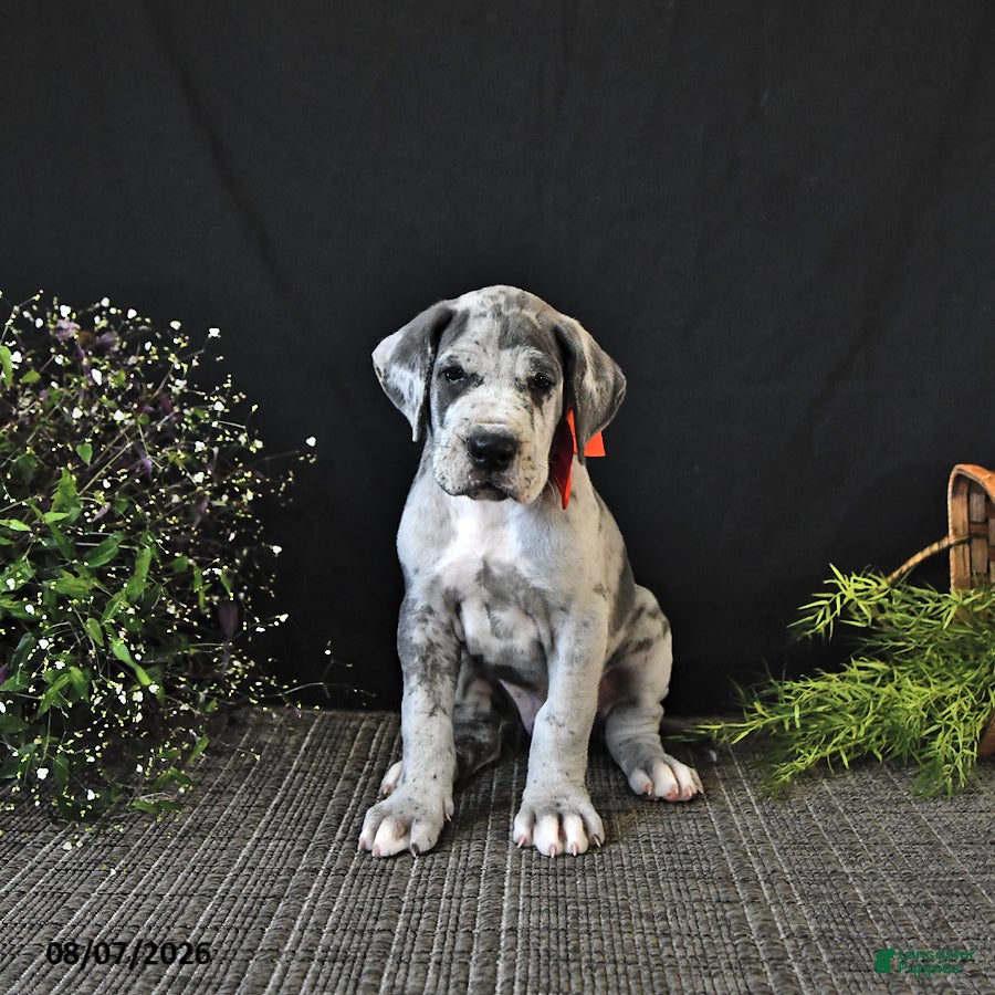 Great Dane dogs Bleu - Ad 1