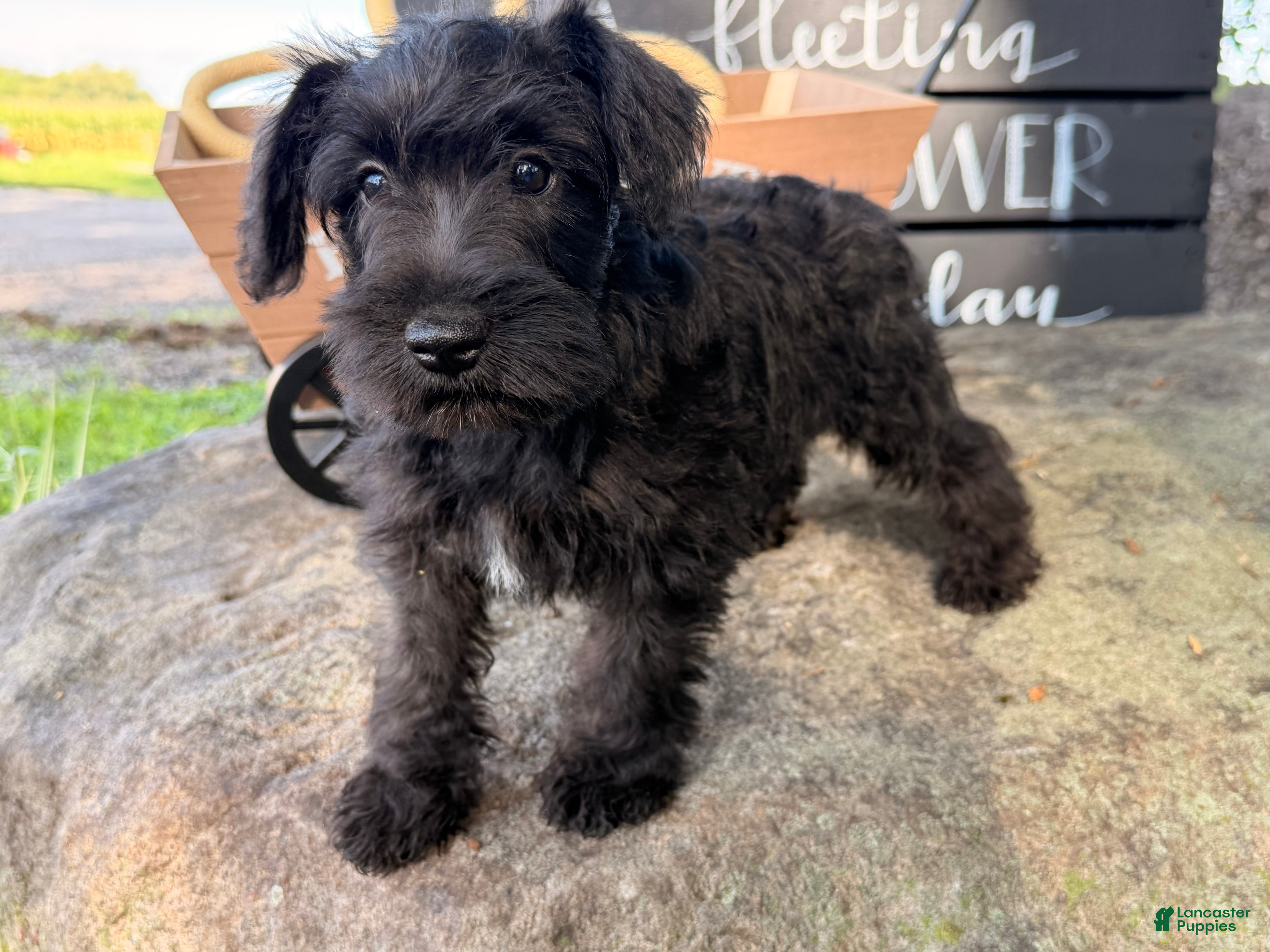 Miniature Schnauzer dogs Thelma Miniature Schnauzer  - Ad 2