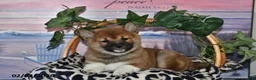 Shiba Inu dogs for sale: Ashton - Ad 1