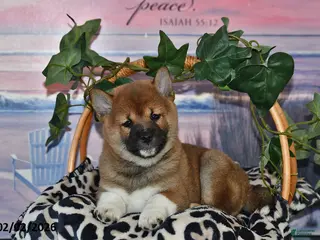 Shiba Inu dogs Ashton - Ad 25