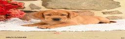 Labrador Retriever dogs for sale: Gobo - Ad 4
