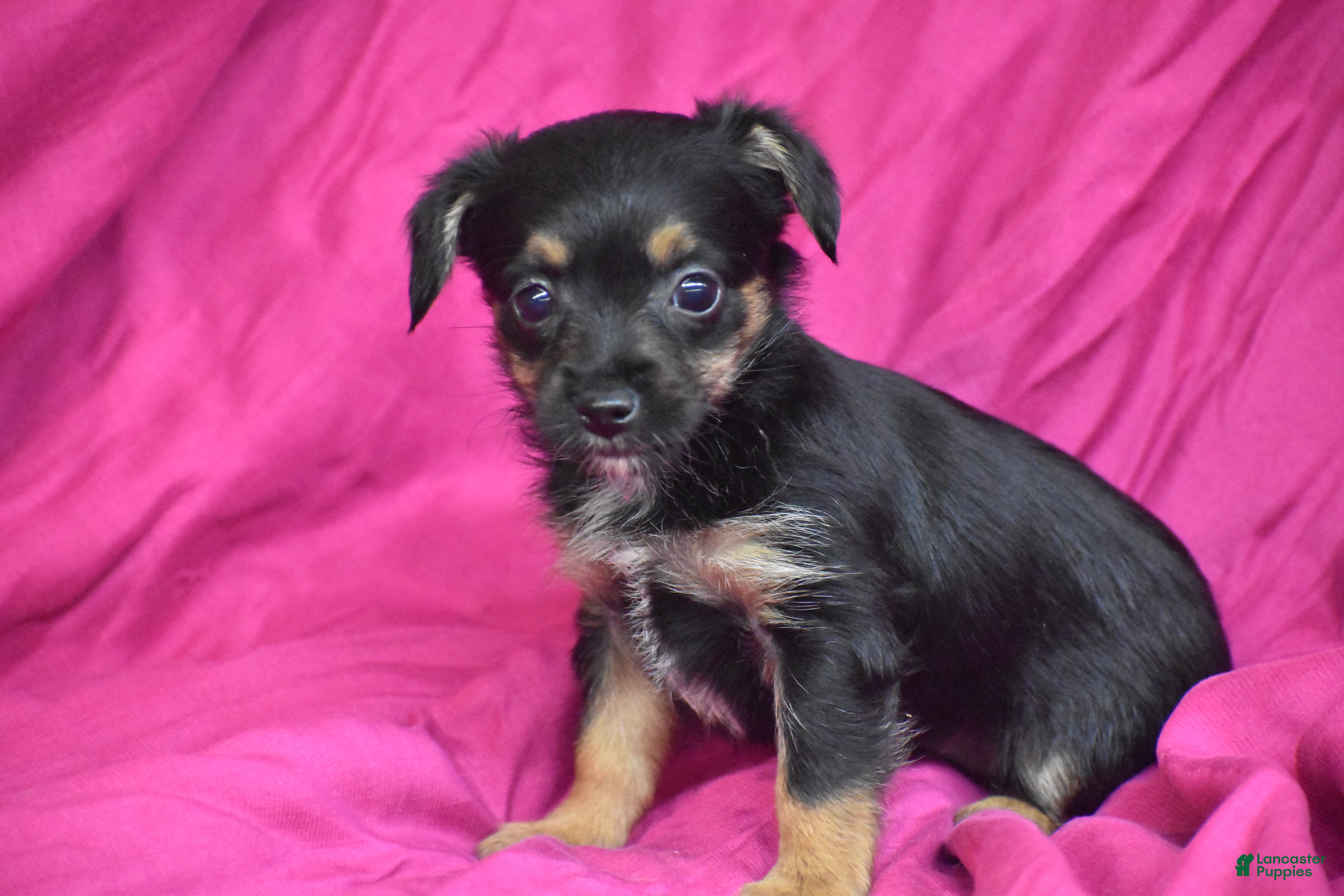 Yorkiepoo dogs Tinkerbelle - Ad 1