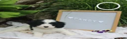 Cavapoo dogs for sale: Pansy - Ad 3