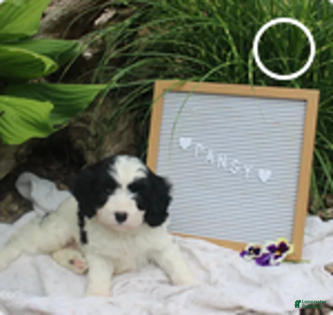 Cavapoo dogs for sale: Pansy - Ad 3