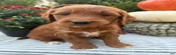 Goldendoodle dogs for sale: MOCHA  - Ad 3