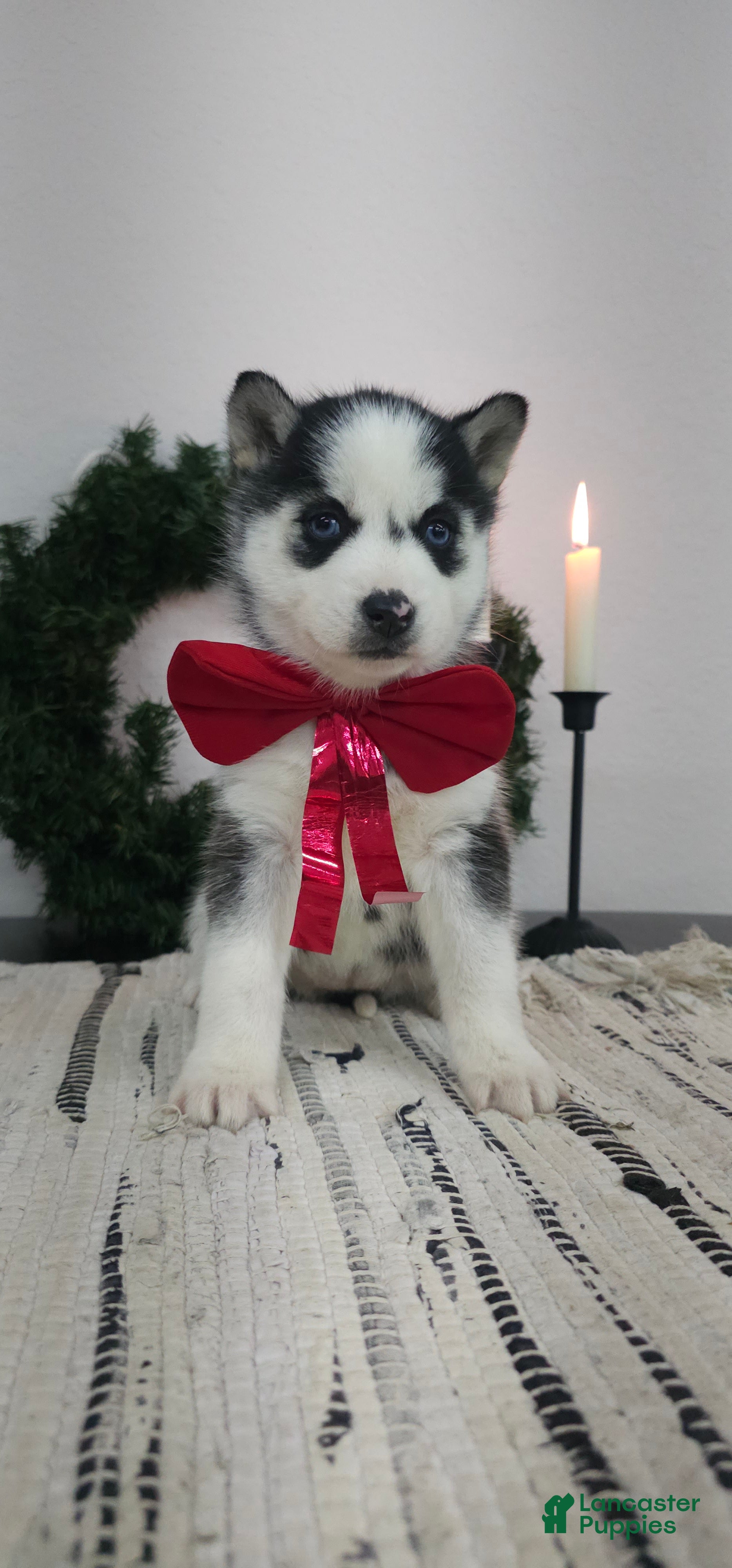 Siberian Husky dogs Lulu - Ad 15