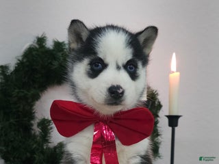 Siberian Husky dogs Lulu - Ad 15