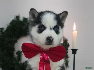 Siberian Husky dogs Lulu - Ad 18