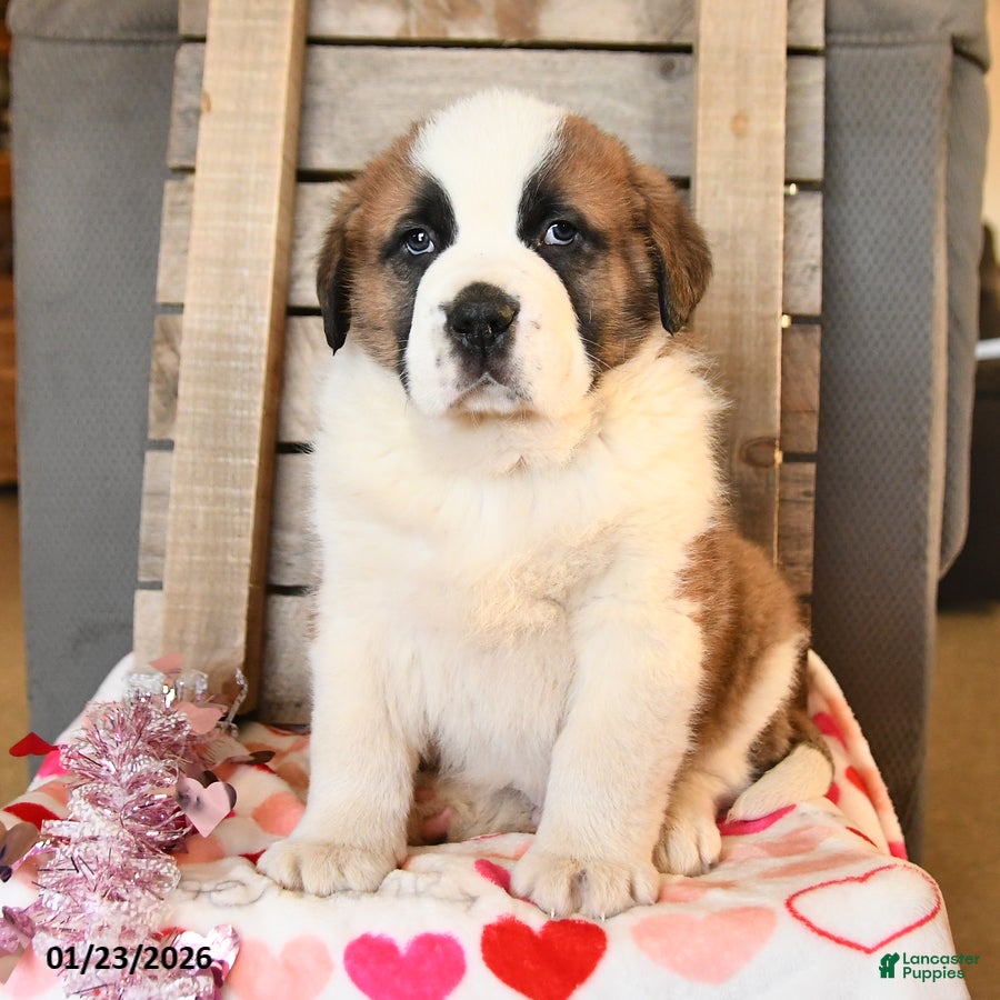Saint Bernard dogs Duke - Ad 14
