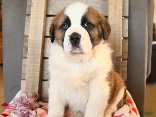 Saint Bernard dogs Duke - Ad 14