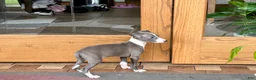 Italian Greyhound dogs for sale: Jerry - Ad 3