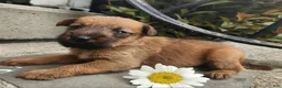 Irish Terrier dogs for sale: Ruby - Ad 8