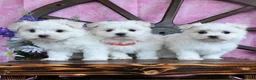 Maltese dogs for sale: Opal - Ad 5