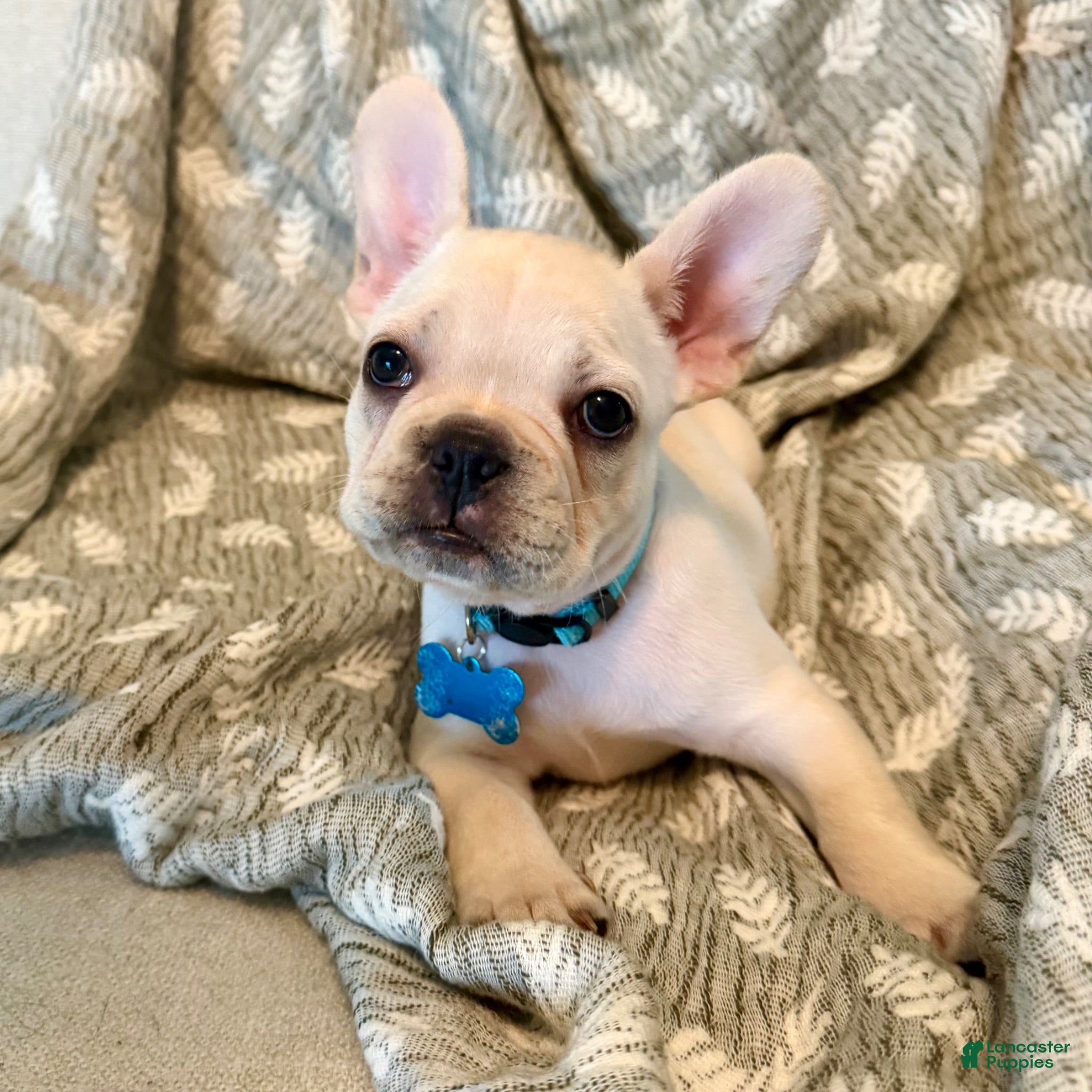 French Bulldog dogs The Kisser - fluffy gene - Ad 32