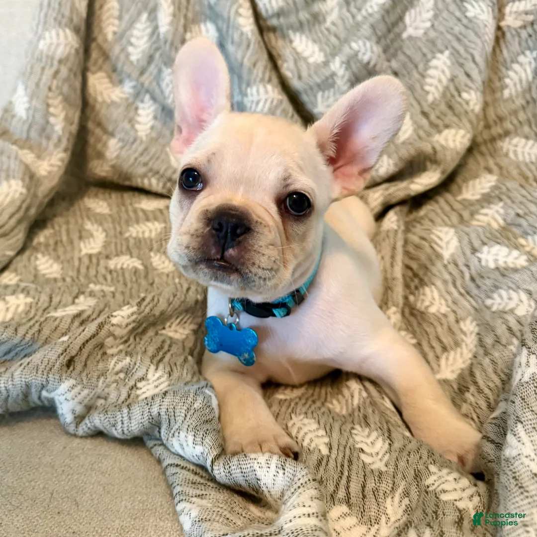 French Bulldog dogs for sale: The Kisser - fluffy gene - Ad 1