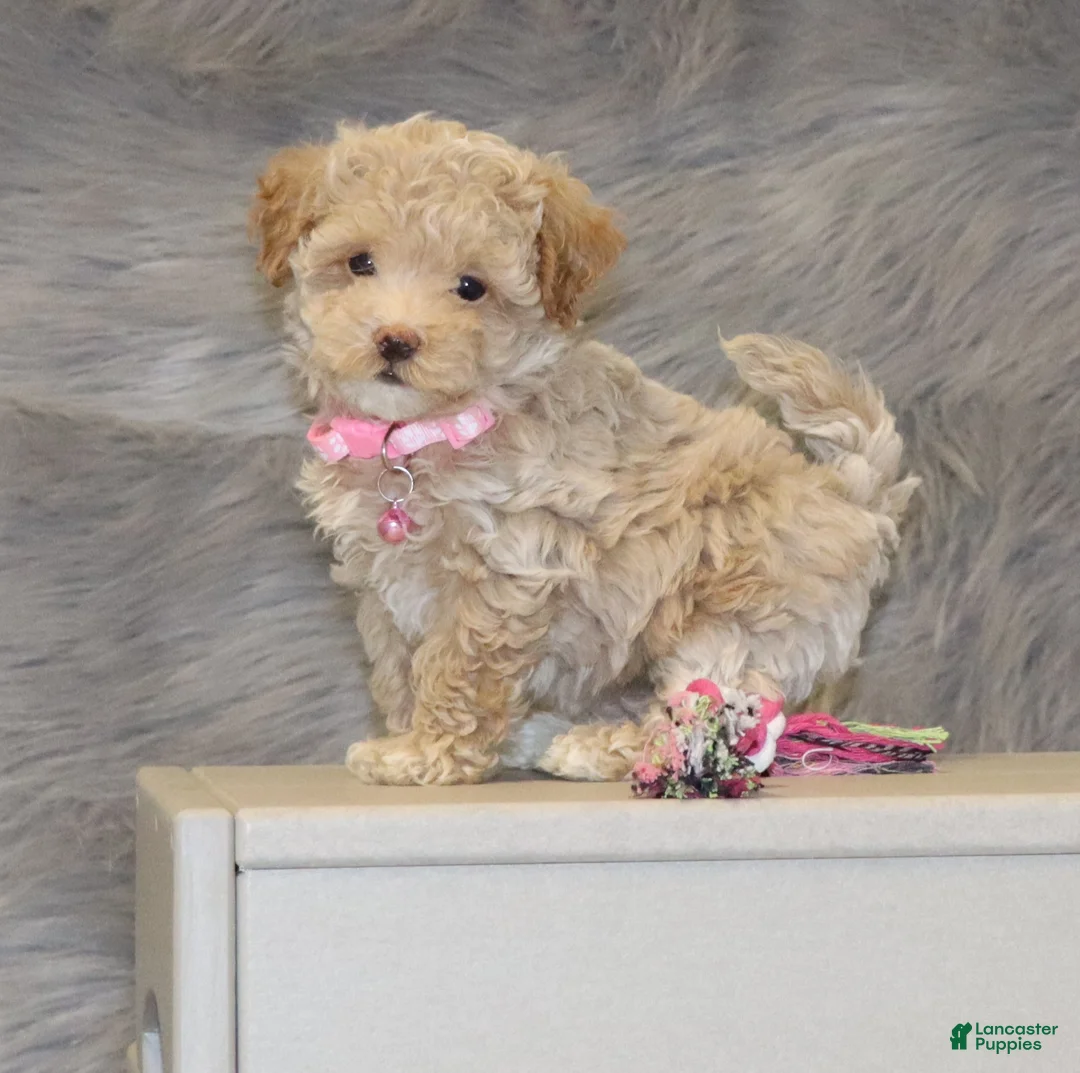 Havapoo dogs for sale: Apple Toy Size👨‍👨‍👦‍👦💞🐕 - Ad 26