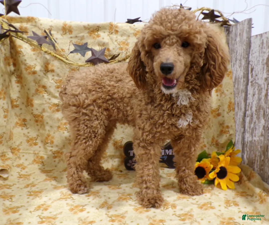 Cavalier King Charles Spaniel dogs for sale: HAILEY - Ad 1