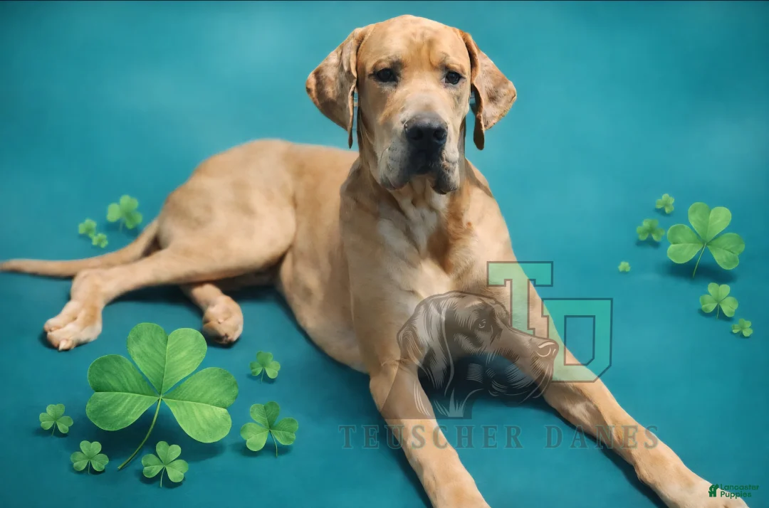 Great Dane dogs for sale: Conor - Ad 1