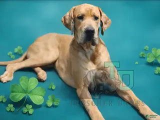 Great Dane dogs Conor - Ad 9