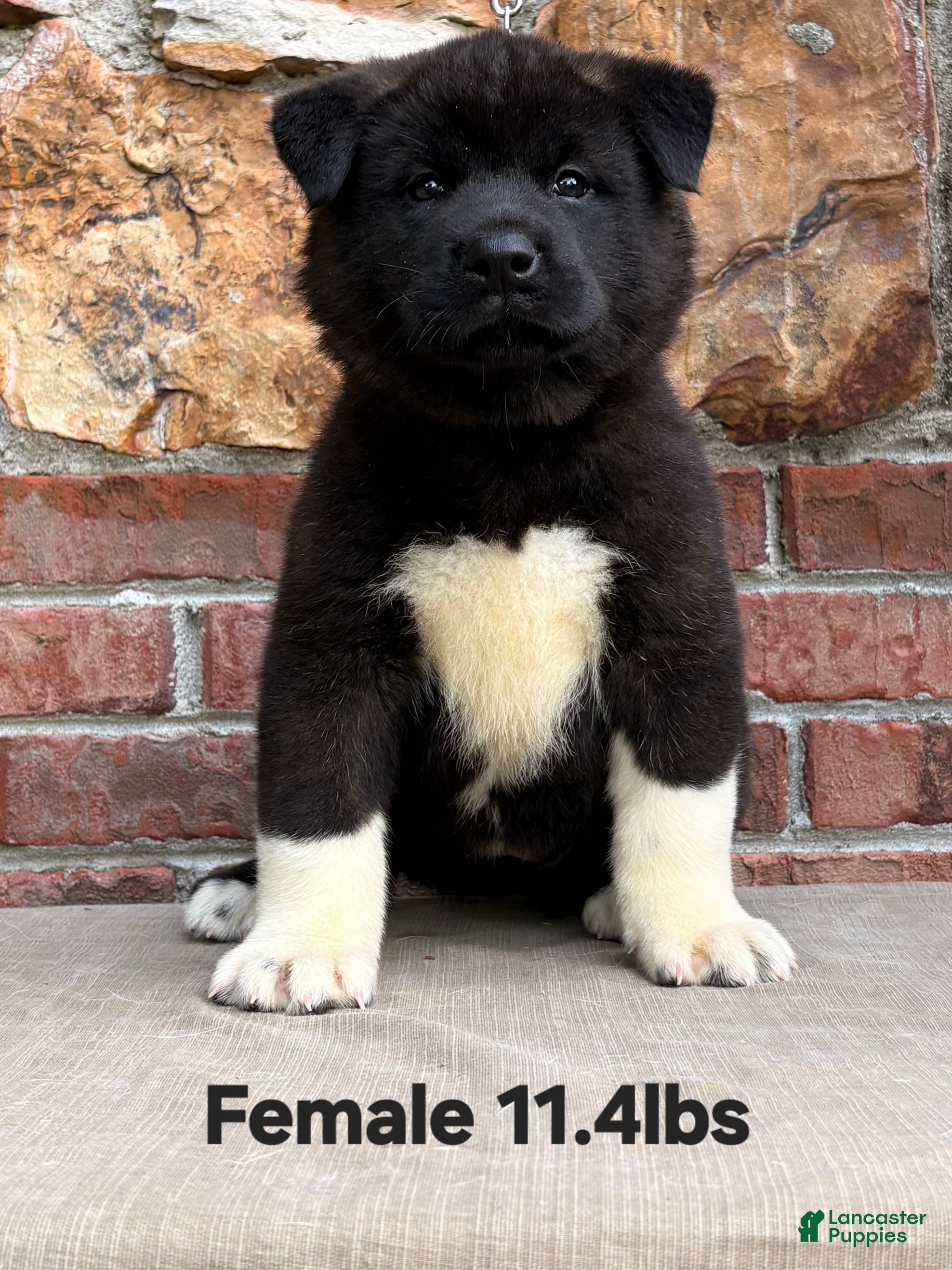 Akita dogs Akita Puppy 4 Not available  - Ad 1
