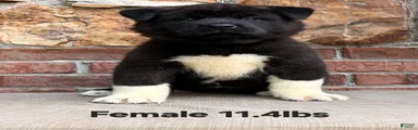 Akita Puppy 4 Not available 