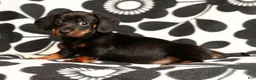 Miniature Dachshund dogs for sale: Roger - Ad 6