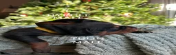 Doberman Pinscher dogs for sale: Upcoming doberman litter - Ad 1
