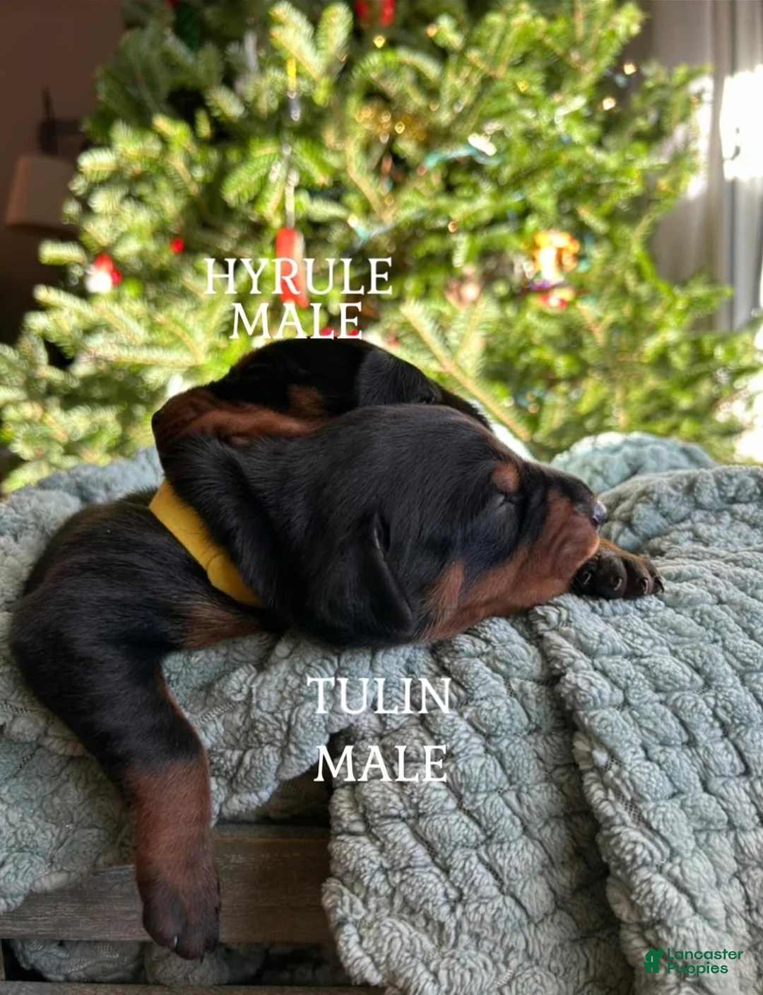 Doberman Pinscher dogs for sale: Upcoming doberman litter - Ad 1
