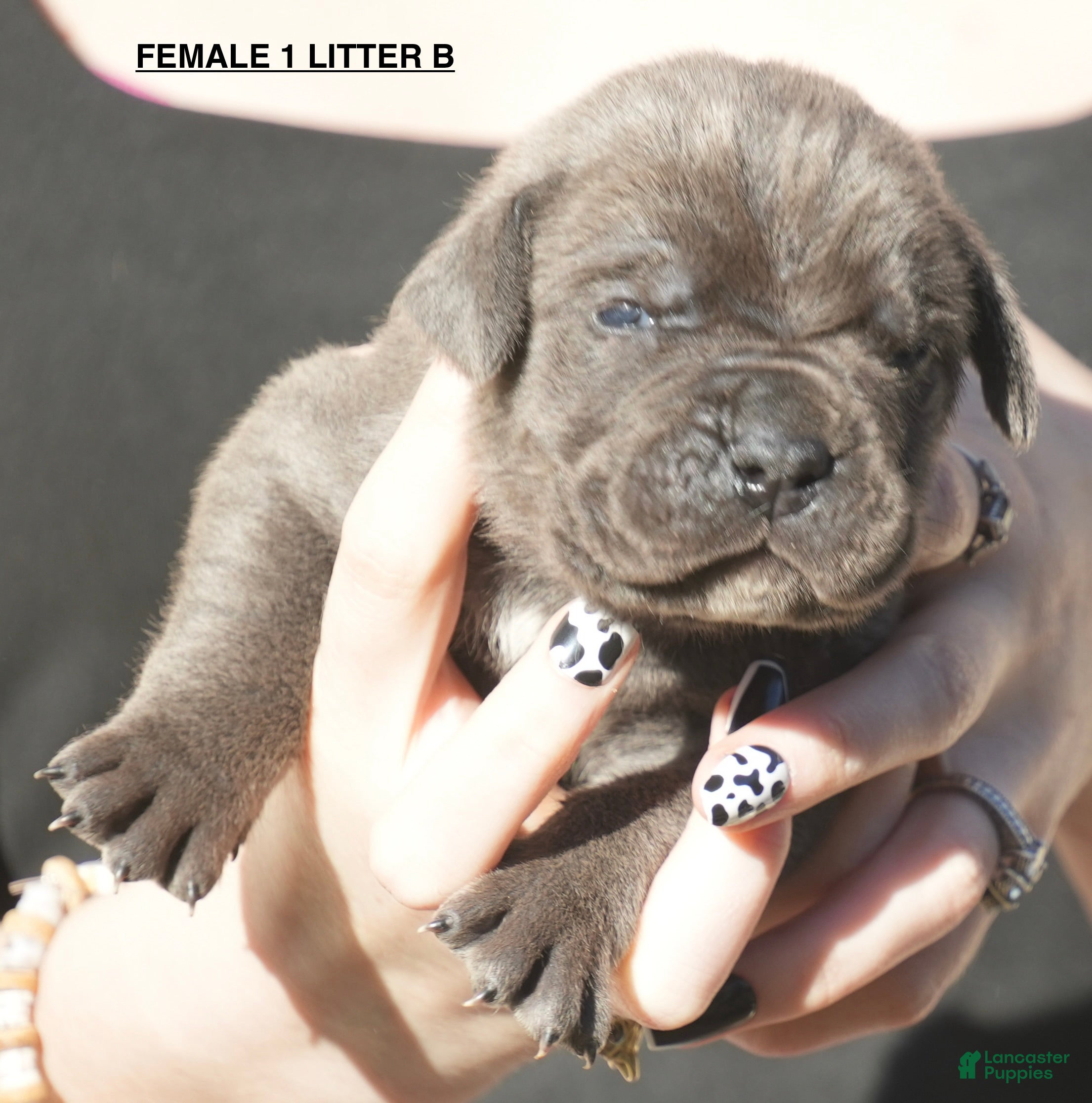 Cane Corso dogs for sale: Cane Corso Puppy 1 - Ad 4