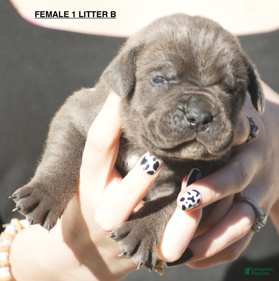 Cane Corso dogs for sale: Cane Corso Puppy 1 - Ad 1