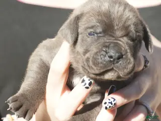 Cane Corso dogs Cane Corso Puppy 1 - Ad 32