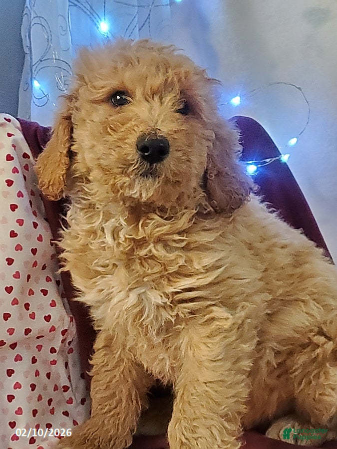 Goldendoodle dogs Buddy - Ad 22