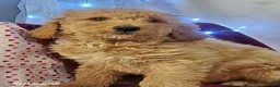 Goldendoodle dogs for sale: Buddy - Ad 1