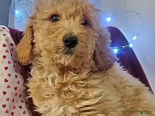 Goldendoodle dogs Buddy - Ad 22